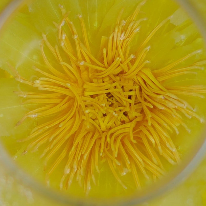 Lotus Ethereal Flower